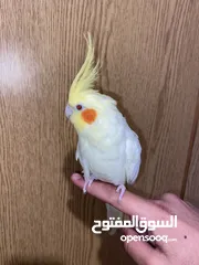  5 زوج كوكتيل اليفات و شغالات