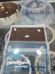  5 بيع الحلوى العمانيه في المدينه المنورة