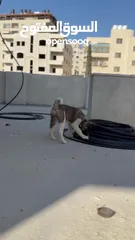  5 كلبة اكيتا امريكي عمر 80 يوم