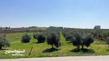  1 أرض سكنية تنظيم أ على شارعين من المالك مباشرة في أجمل مناطق حسبان وبأقل سعر مزروعة زيتون معمِّر