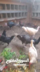  2 دجاج وحبش للبيع
