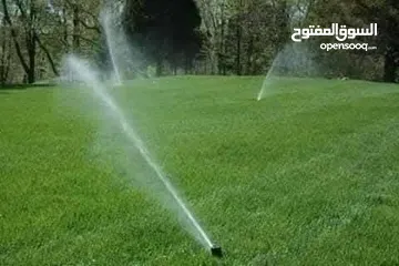  4 نجيل طبيعي نجيل ديكوندرا