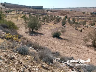  6 لقطة ؛ أرض زراعية مع غرفة على حدود الطفيلة والكرك ، تصلح للاستثمار كمزرعة سياحية أو منتجع سياحي