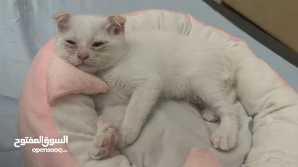  2 قط scottish fold ابيض و عيونه زرق واذنينه ملتويه