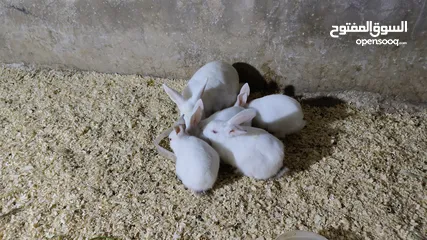  1 ارانب للبيع عمر 3 أشهر