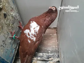  18 متاح  جواز  حمام الماني  كلو شغال جوز بلوني احمر تحته بيض وطيره مزهوراي حمره مع فرخها  وطيره مسوداي