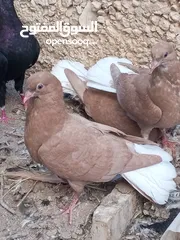  5 كوم حمام حوالي من 35 إلى 40 طير  للبيع