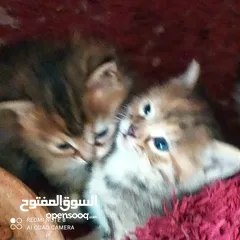  4 قطه عمر شهر ونص لعوبه صح ونظافه ما شاء الله ماخذه مطاعيم اوليه