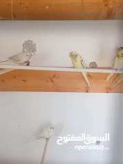  4 عصافير بقلينو