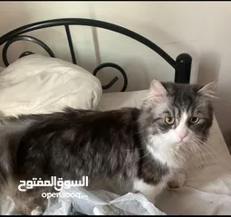  3 قط شيرازي  للتبني