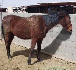  2 خيل حصان للبيع