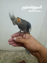  7 كوكتيل وحب جوزين بجوزين للبيع او البدل جوز لاتينو بدايت خيرهم وجوز ازبل ع حبشي صحه بولاد وعليهم حبه