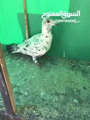  2 حمام كشميري
