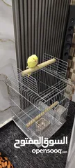  3 ببغاء دره لو اصفر مميز