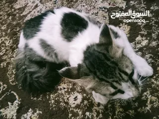  3 قط شيرازي لطيف