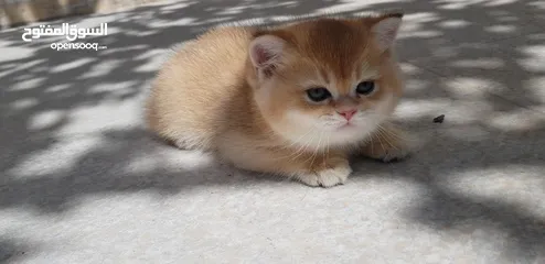  4 ذكر سكوتش ستريت جولدن