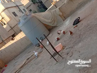  5 جواز حمام للبيع المستعجل وبسعر مغري جدا