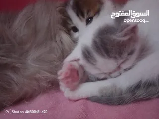 8 قصه سكره و لوزه أنقذت امهم (ببلي) من شارع لما أهلها ىموها وهيا حامل ولدت عندي وكبرو ولادها عندي