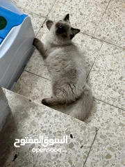 1 قطه سيامي للبيع