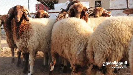  4 عروض اضاخي بسعر مغري