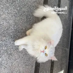  2 قطط للبيع عمر 9اشهر