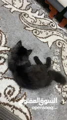  2 قطة سوداء للبيع
