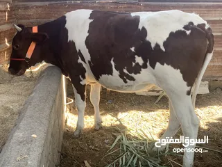  2 بجوره ثنين خشنات فارغات مال رباط او كصابه سمان 