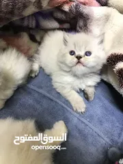  6 قطط هملايا للبيع