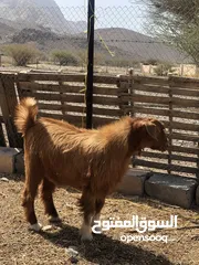  2 فخل بيور من حلال الجواميد