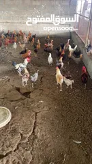  5 دجاج عماني قريب يببدا يبيض