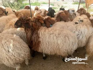  7 عروض اضاخي بسعر مغري