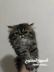  5 قط اوكرانيك  بيكى فيس