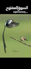  3 كوكتيل وحب وجنة و جولدن فينش وكنار وطفرات الفيشر باربلو وعندليب وكراون بلو ونابليون
