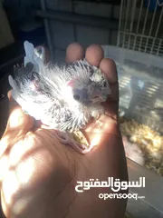  24 من اجمل طفرات وألوان الكروان الهولندي بسعر العادي