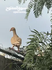  1 سلافر جوز ش غالات