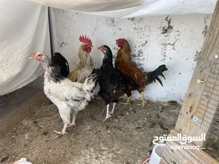  1 دجاج بلدي خمس جاجات او 3 ديوك