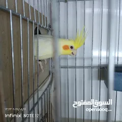  7 طيور كوكتيل طواير
