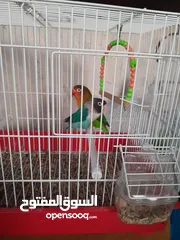  1 ببغاء فيشر الازرق بحر ذكر والأخضر كيوي انثى اليفات لعوبات مناسبات للاطفال