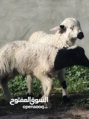  2 خروف وفطيمة عمرهم شهرين  للبيع.