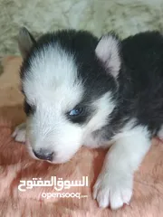  1 جرو هاسكي عمره شهر و اسبوع  بيور