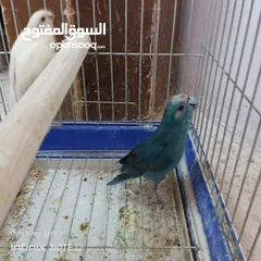  9 ببغاء جرين شك أليف وطيور