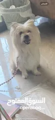  1 West Highland White Terrier