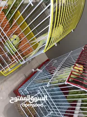  2 ببغاء جرين شيك و ثلاث عصافير حب للبيع سعر ممتاز