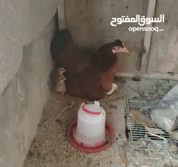  4 دجاج عرب للبيع