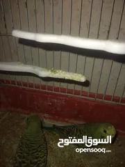  4 جوز طير حب