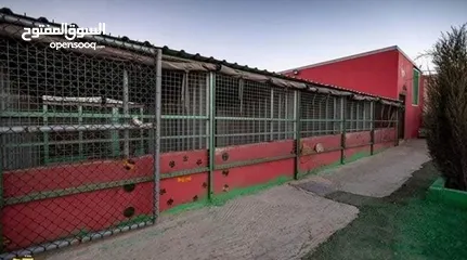  7 Train your dog