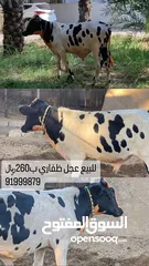  1 عجل ظفاري وسط