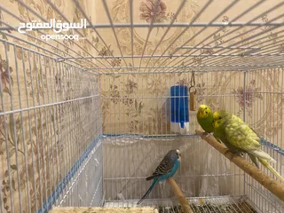  1 3 birds with large cage