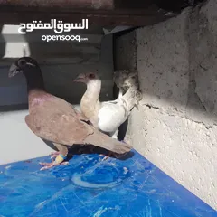  16 حمام للبيع جواج الجوز 10