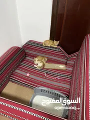  3 3 cute kittens (3-4 weeks old) for free adoption - ثلاث قطط صغار للتبني